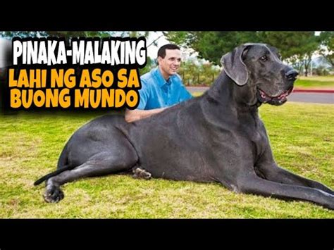 Malaking Aso .